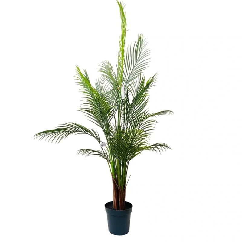 PLANTA ARECA 1,37mts VERDE