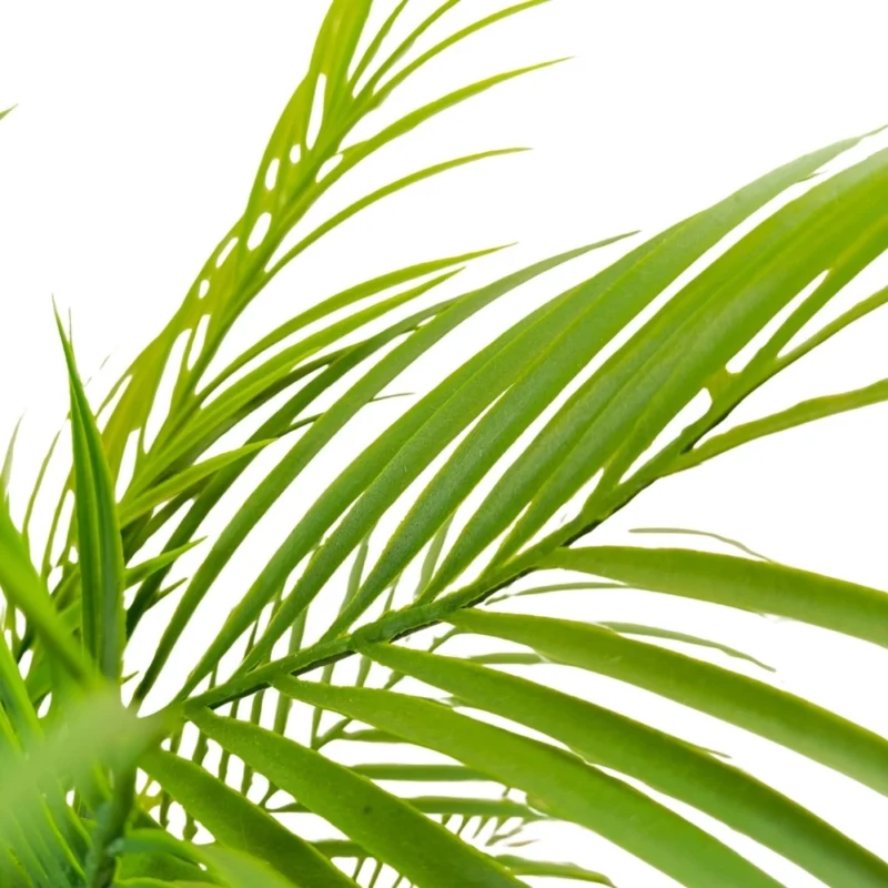 PLANTA ARECA 1,37mts VERDE