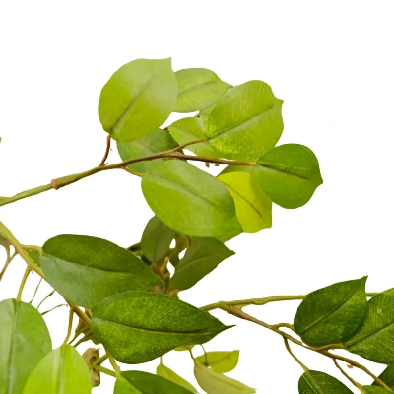PLANTA FICUS 1,2mts VERDE