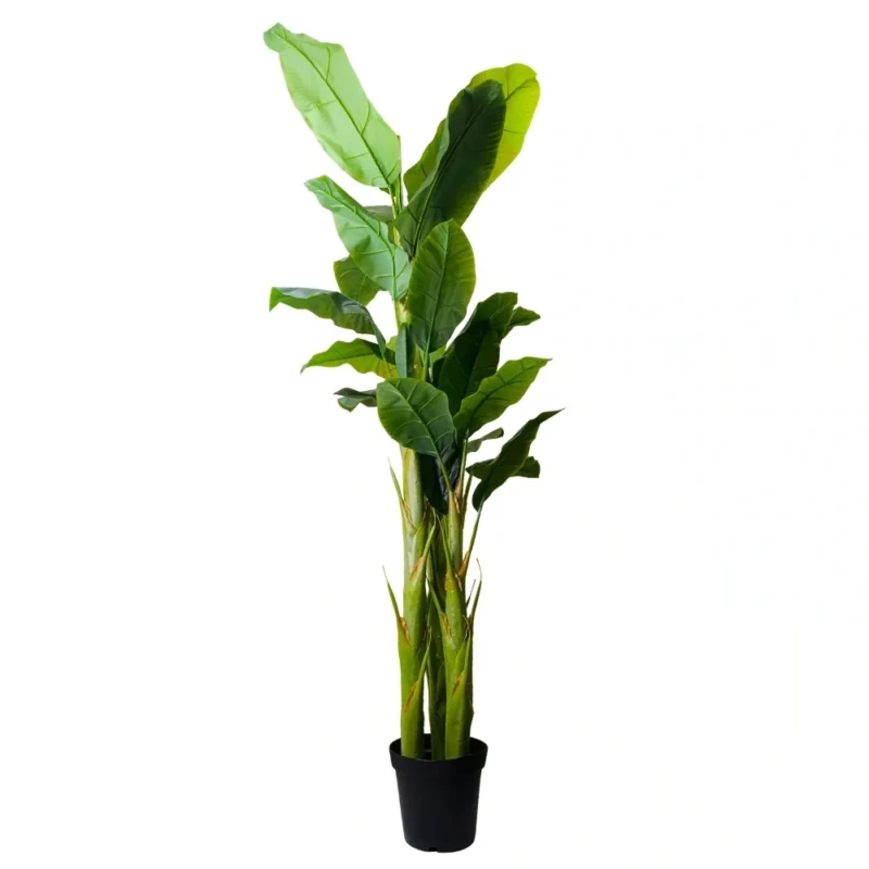 PLANTA BANANA 2,29m