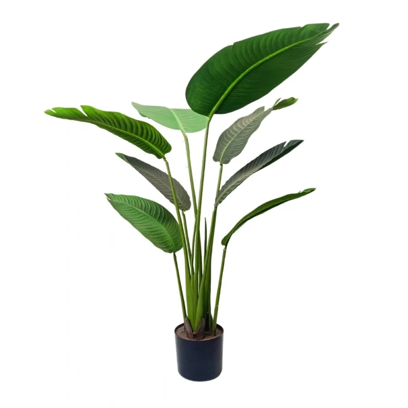 PLANTA PALMERA TRAVELLER 1,2m