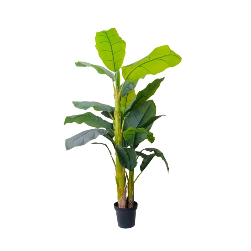 PLANTA BANANA 1,8m