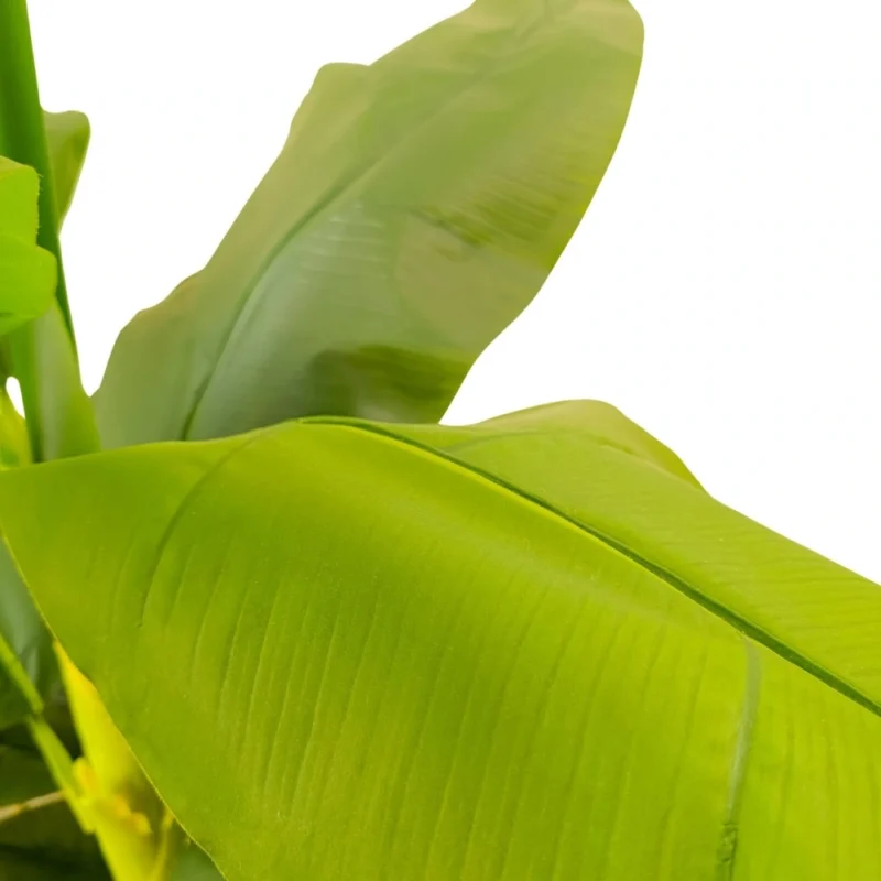 PLANTA BANANA 1,8m