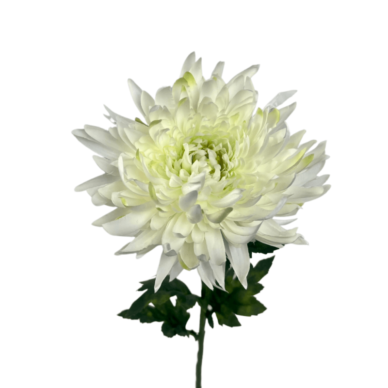 CRISANTEMO 60cm BLANCO