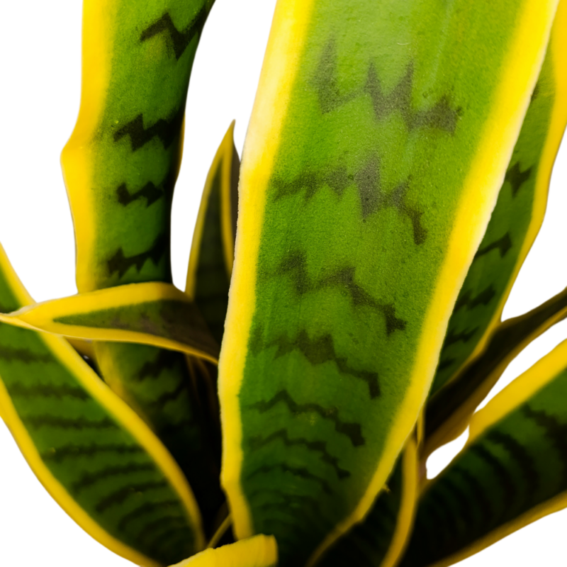 Planta Artificial Lengua de Suegra 75cm