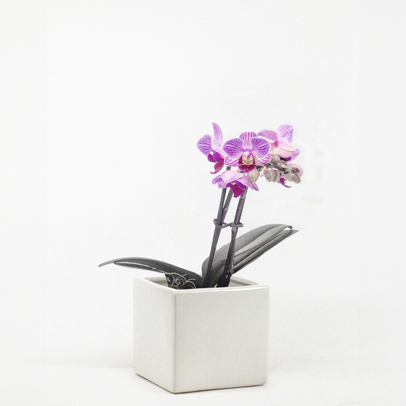 BASE CERÁMICA CUBO BLANCO 8CM