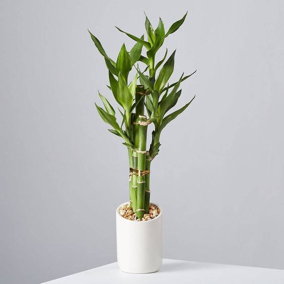 ¿Cómo cuidar mi Lucky Bamboo?