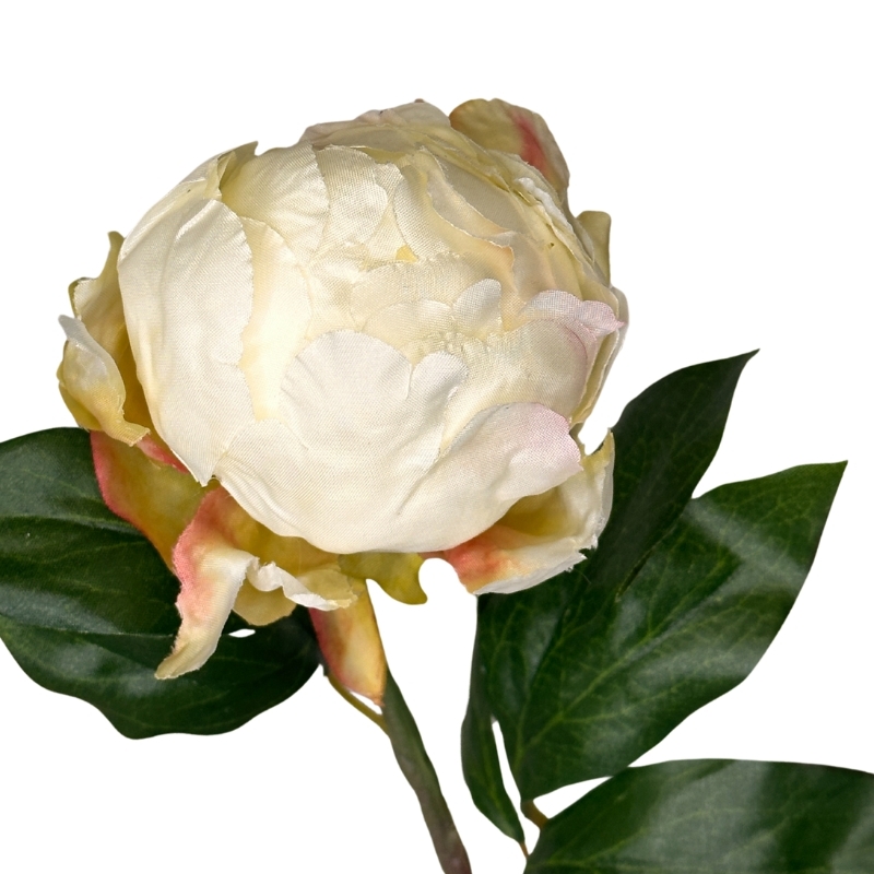 PEONIA BOTON 45cm CREMA