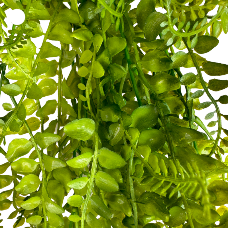 ENREDADERA PEINETA 89cm VARIEGADO