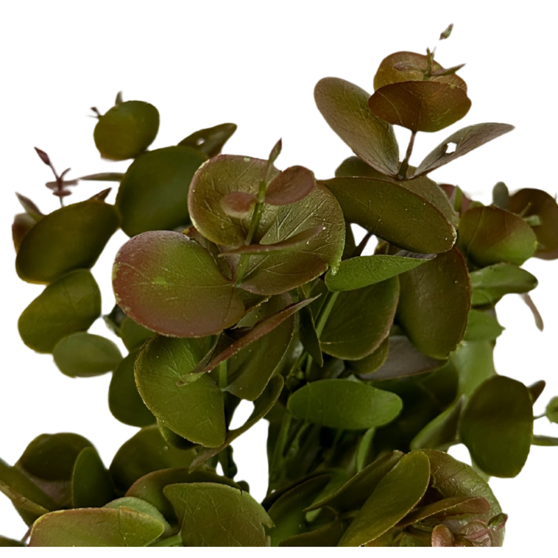 BUSH DOLLAR 32cm VARIEGADO