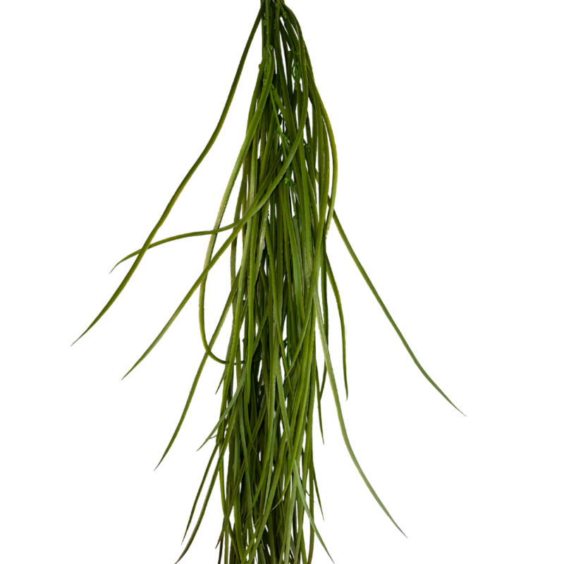 ENREDADERA PASTOS 107cm VERDE CON CAFÉ