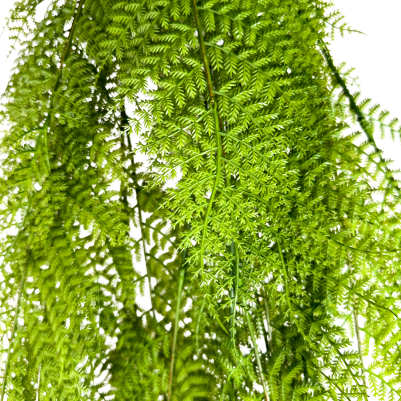 ENREDADERA PALMA 97cm VERDE