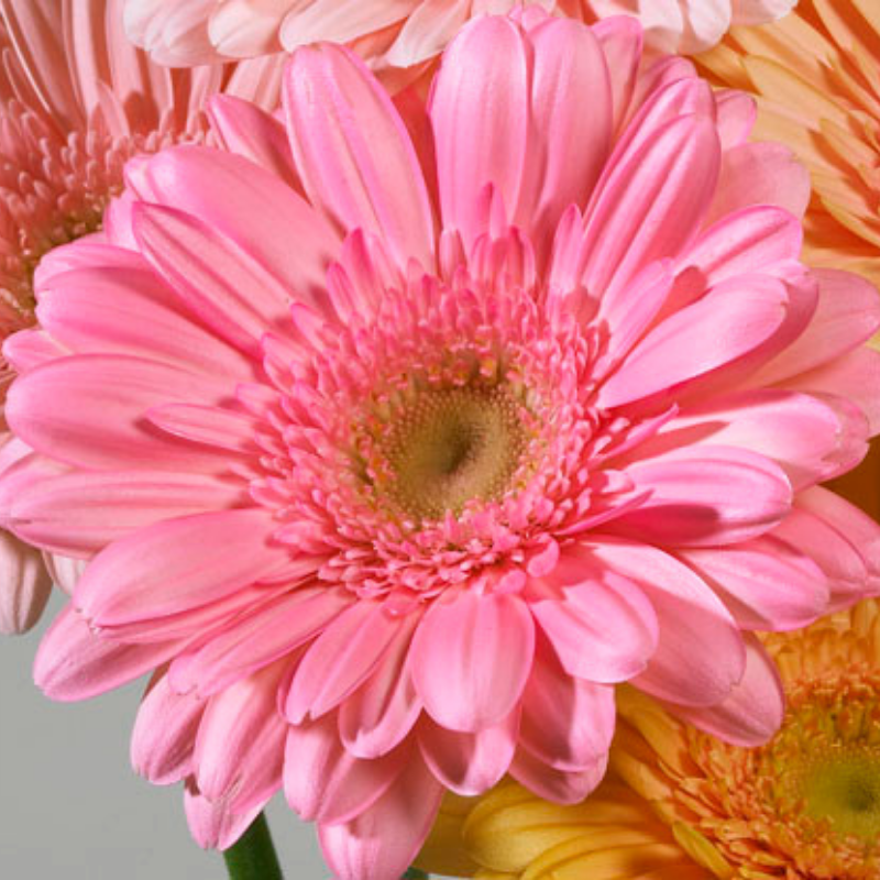 JUST FOR FLOWERS PINK PETUNIA