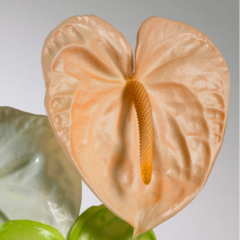 JUST FOR FLOWERS OSIANA PEACH