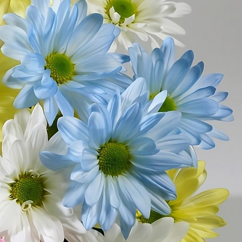 JUST FOR FLOWERS HYDRANGEA BLUE