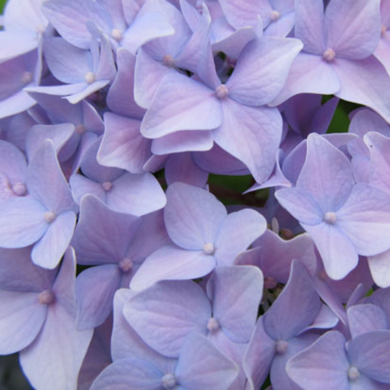 SPRAY COLORTOOL HYACINTH
