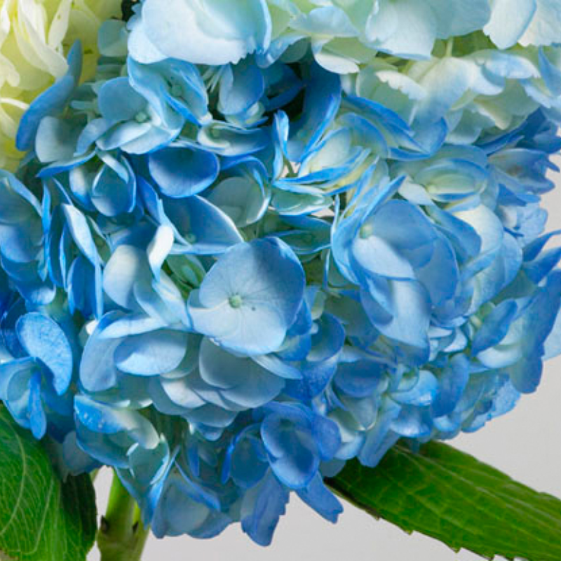 JUST FOR FLOWERS DELPHINIUM BLUE