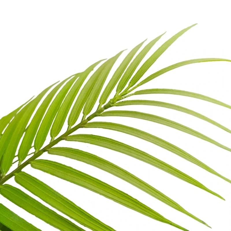 PLANTA PALMERA 1,4m VERDE