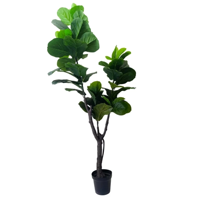 PLANTA FICUS LYRATA 1,75m