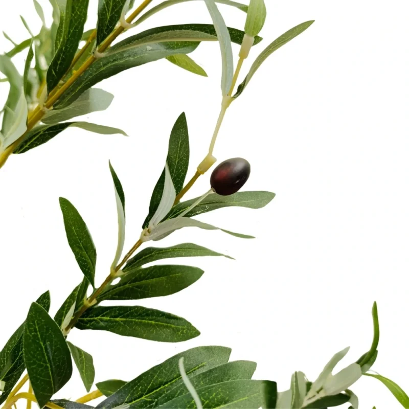 PLANTA OLIVOS 1m