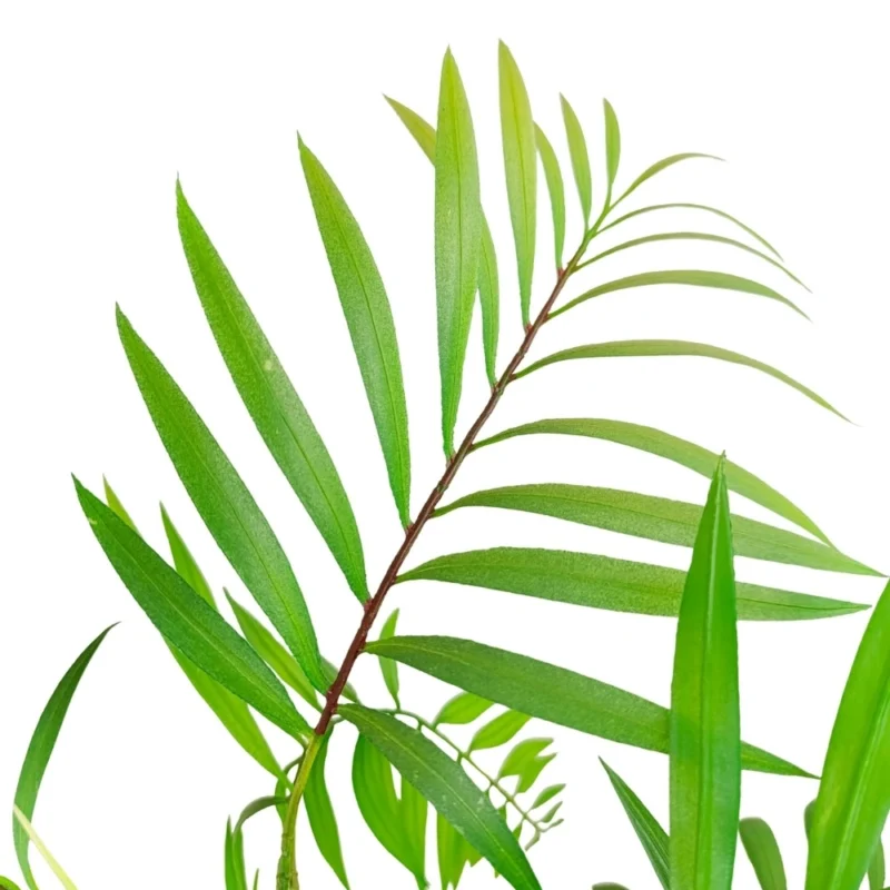 PLANTA PALMERA ARECA 1,6m VERDE