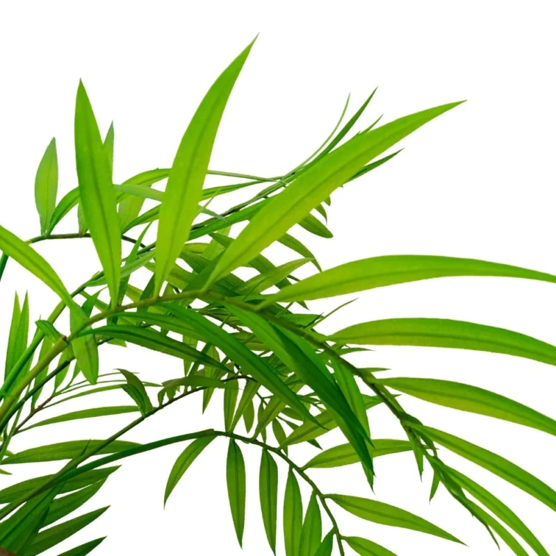 PLANTA PALMERA ARECA 1,67m VERDE