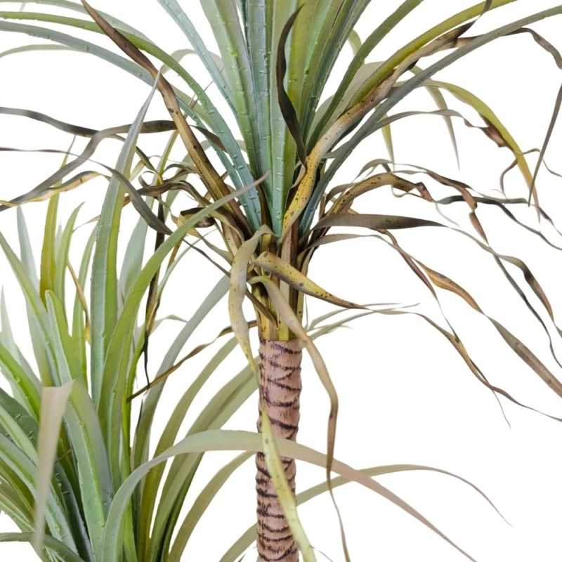 PLANTA YUCA 1,8m VERDE