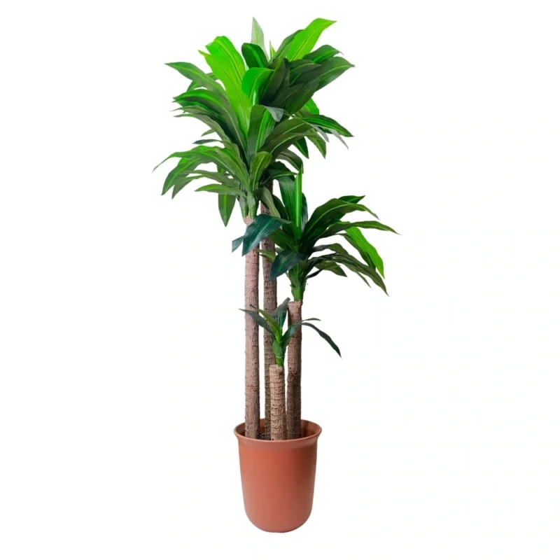 PLANTA DRACAENA 1,8m VERDE