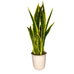 Planta Artificial Lengua de Suegra 75cm