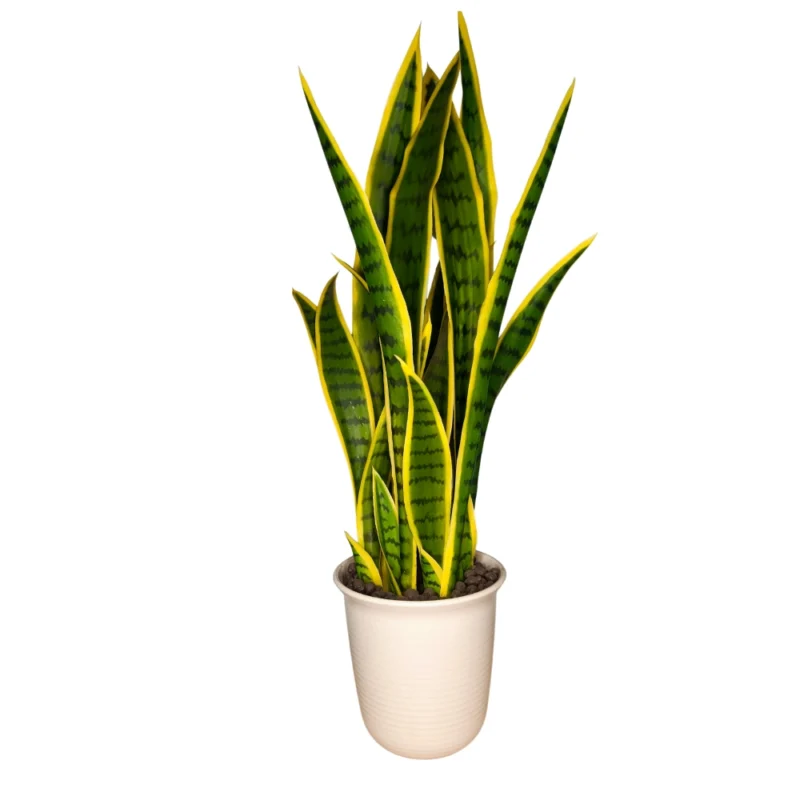 Planta Artificial Lengua de Suegra 75cm