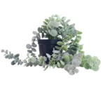 Enredadera de Eucalipto Artificial con Macetero 58cm