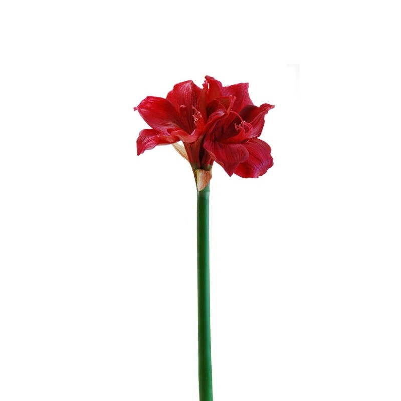 AMARYLLIS 74cm ROJO